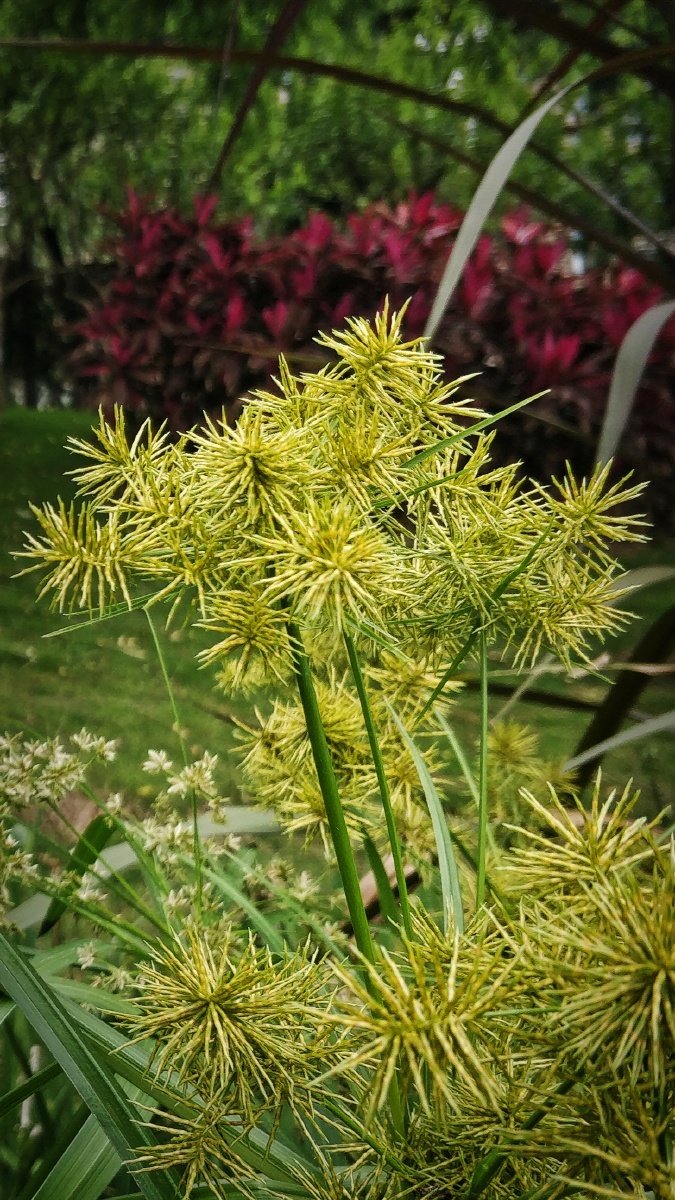 风车草风车草 - 多余的时间在身外 - 图虫