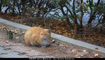 南师大的猫