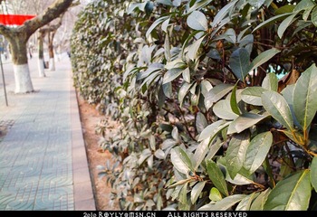 091231-DP1S杂片-4