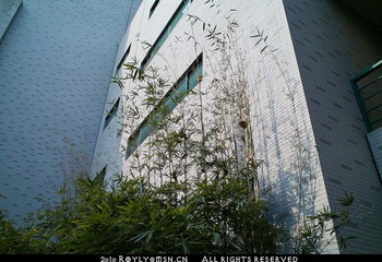 091231-DP1S杂片