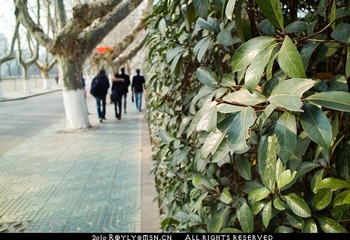 091231-DP1S杂片-3