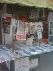 卖报猫