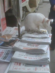 卖报猫