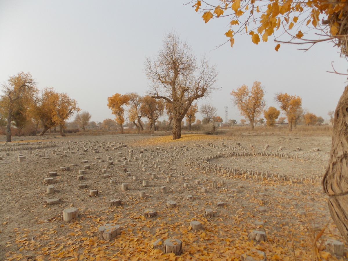 1/121树#胡杨树#胡杨林还没有人打赏,快来当第一个打赏的人吧打赏点赞