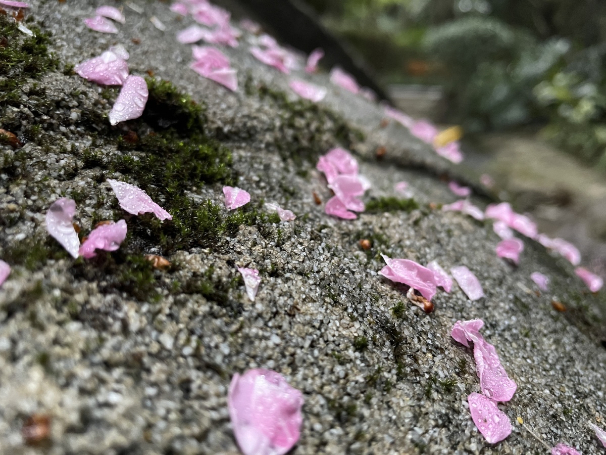 雨后的樱花落花