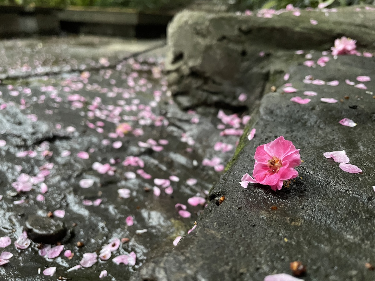 雨后的樱花落花