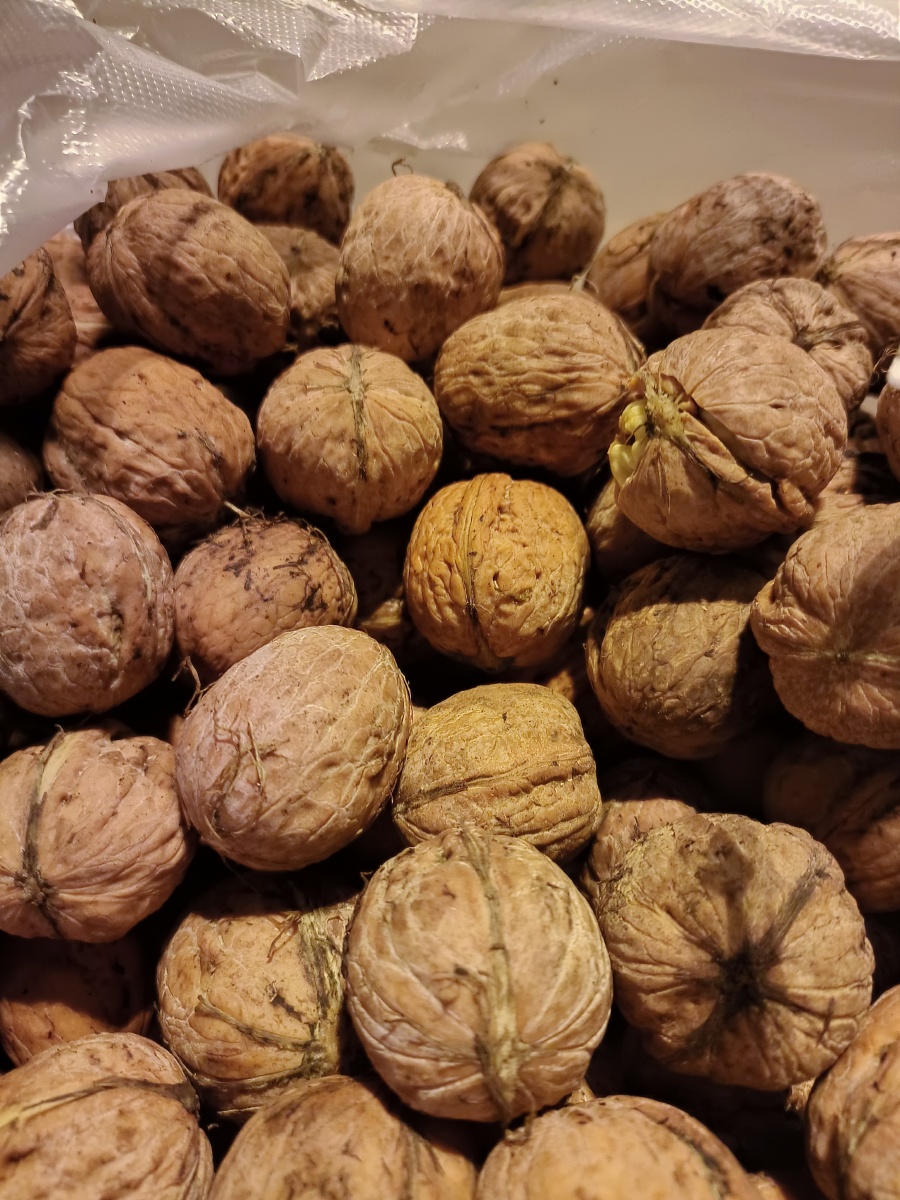 晚上出门散步,偶遇大北方的新鲜,嫩核桃.随手拍.