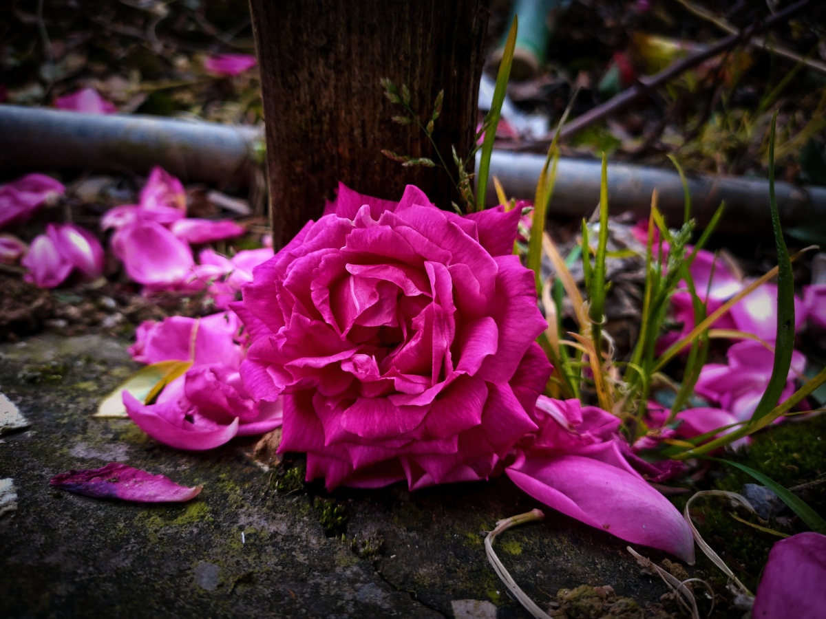 那天我养的玻璃花枯萎了轻轻一碰就碎了一地就像我的心怎么也快乐不