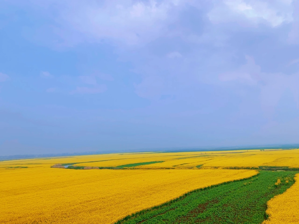 中岗大桥万亩油菜花海