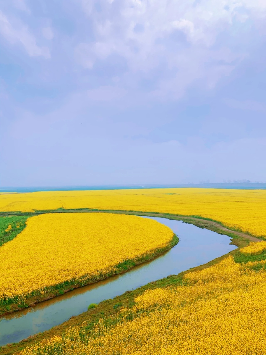 中岗大桥万亩油菜花海