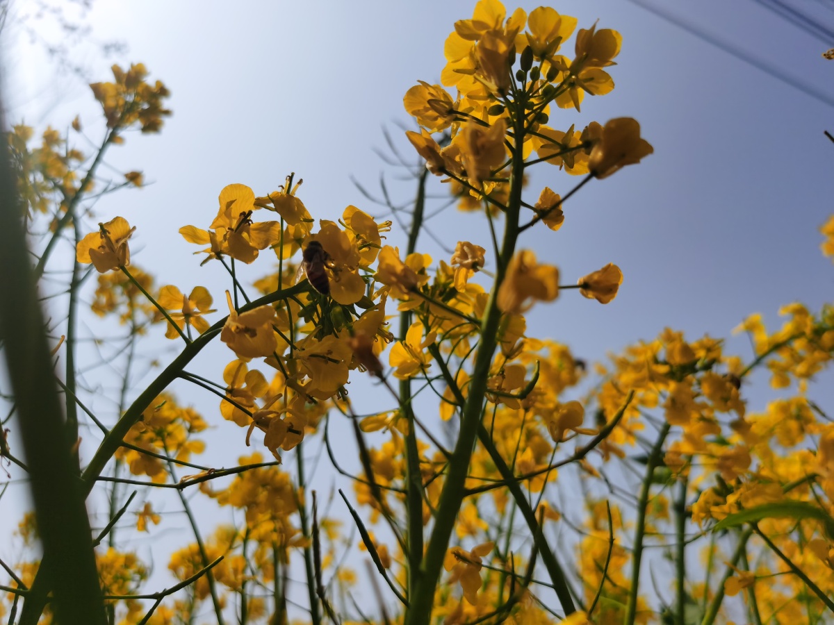 中岗大桥万亩油菜花海
