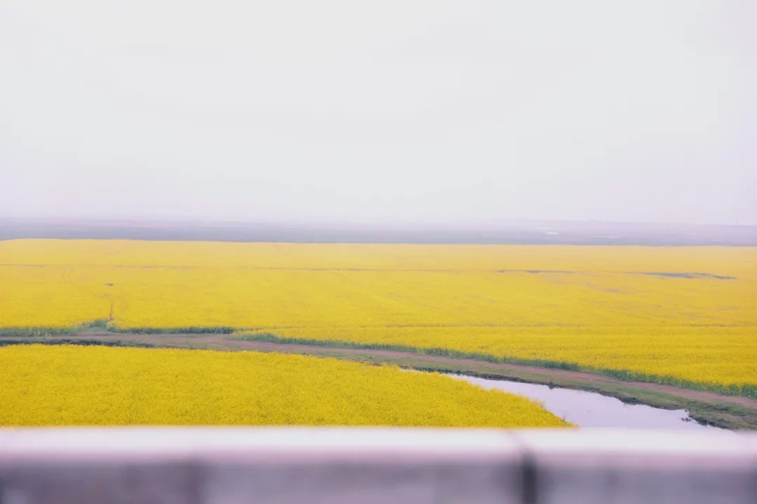 中岗大桥万亩油菜花海