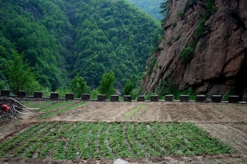 风景区门口的葱田