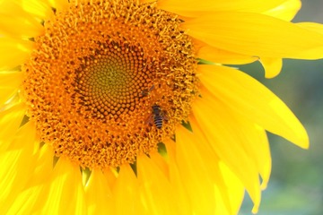 蜜蜂