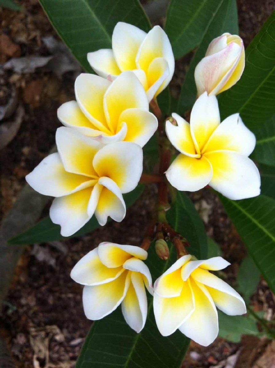 黄心白边鸡蛋花(占芭花) - 留住美好的点滴瞬间 - 图虫