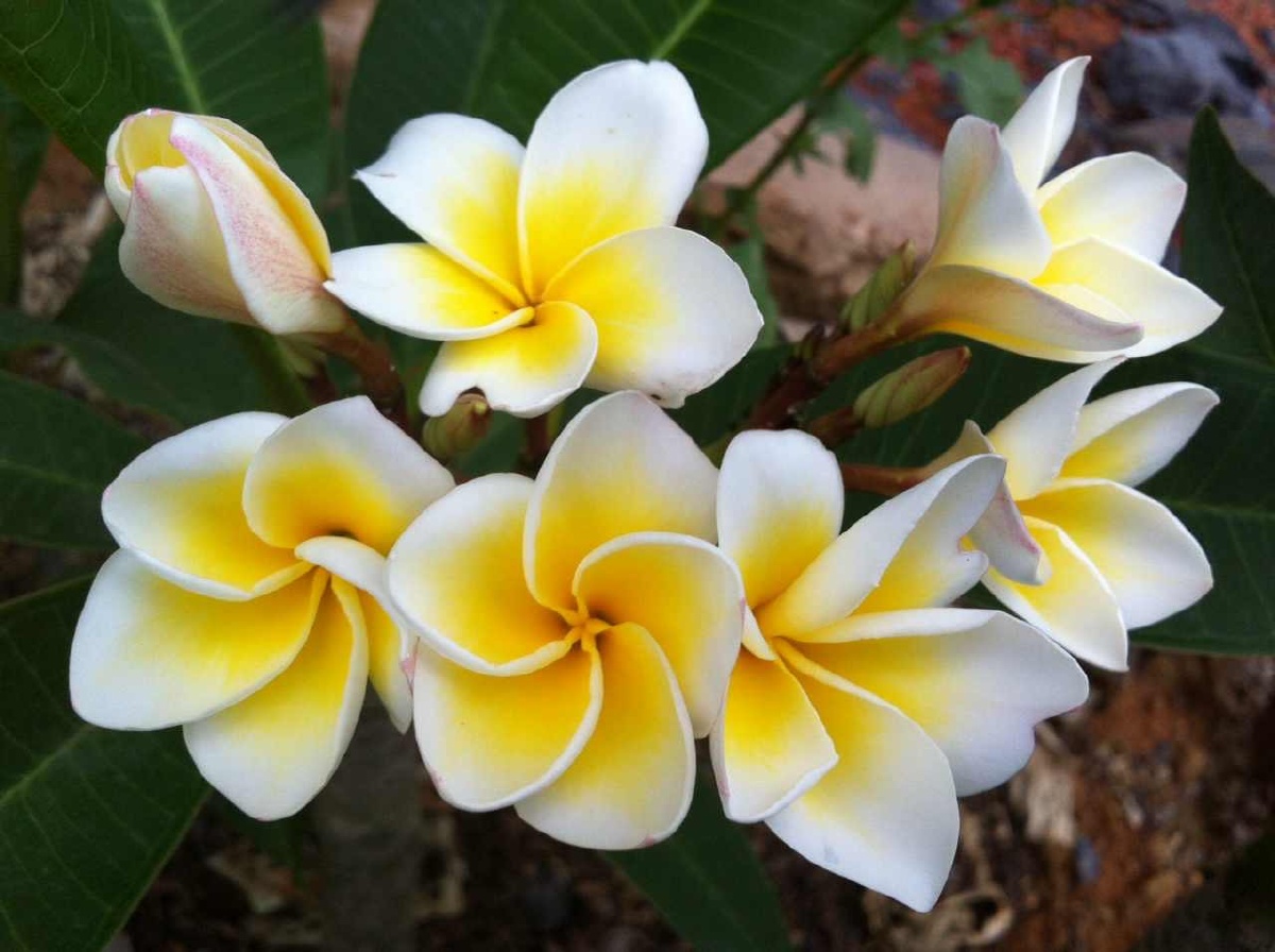 黄心白边鸡蛋花占芭花