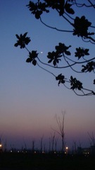 东大。暮色