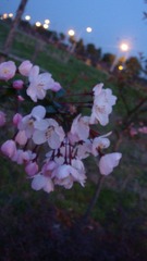东大。花。