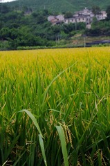 麦子