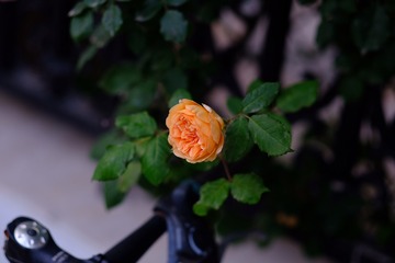 476953A8-95AE-425F-973E-C0D93E50B56D/L0/001