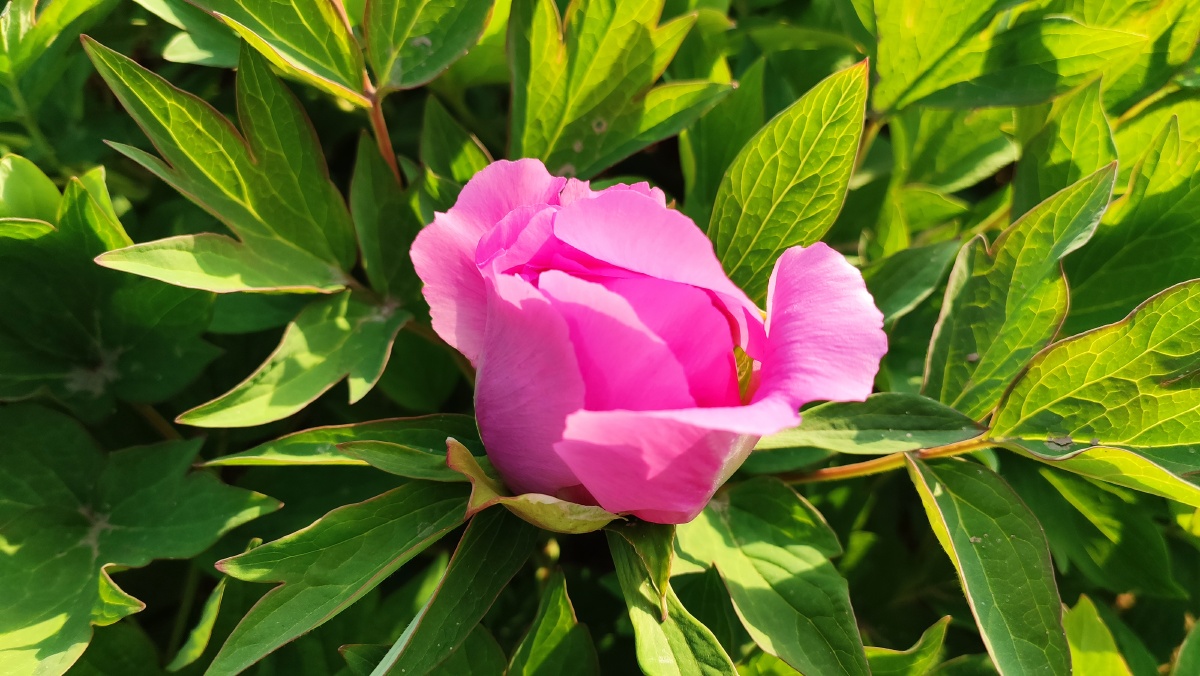 待放的牡丹花苞