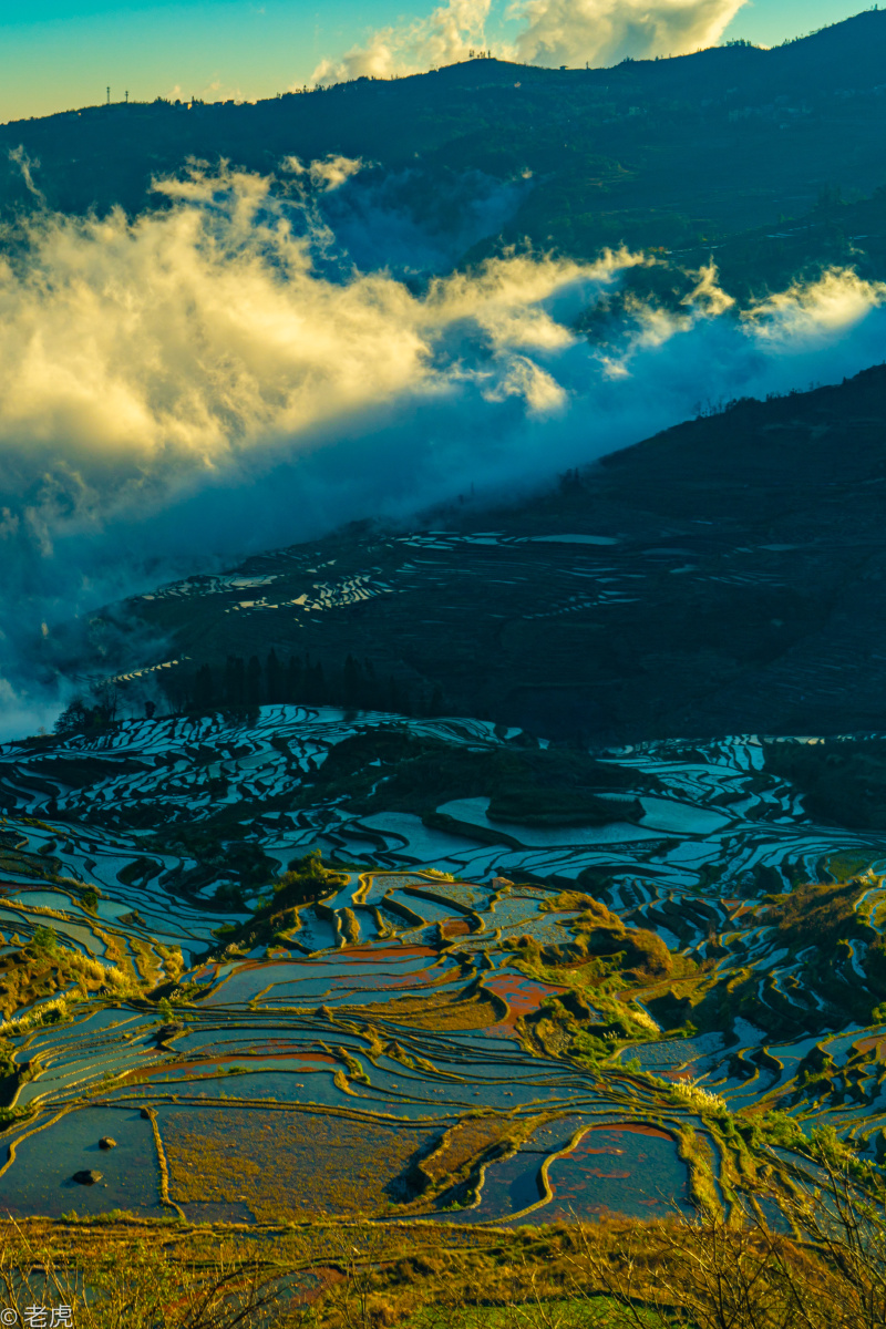 日出后的多依树颜色不断变幻