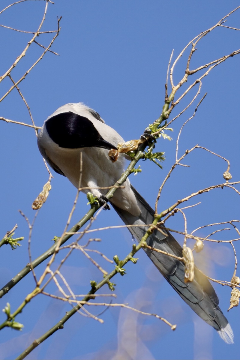 正在吃种子的灰喜鹊