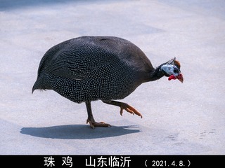 431497