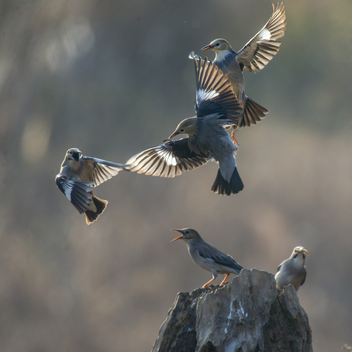 丝光椋鸟是一种群居鸟类虽然是一种很普通的鸟但我喜欢拍照它们争食