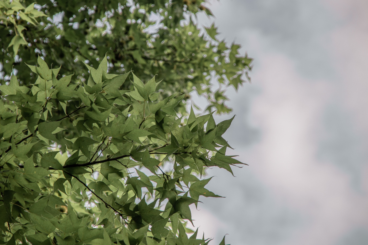 喜欢夏天的蓝天白云虫鸣鸟叫温柔晚风以及下雨过后清新的空气