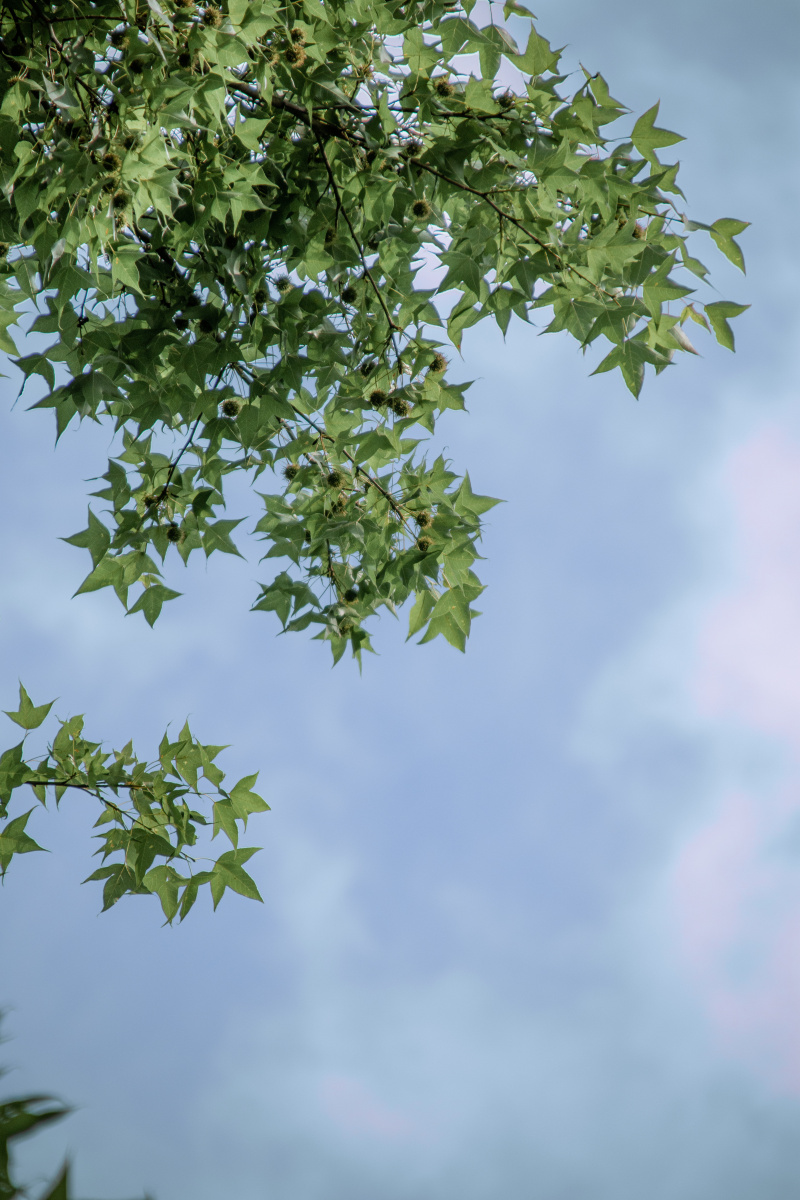 喜欢夏天的蓝天白云虫鸣鸟叫温柔晚风以及下雨过后清新的空气