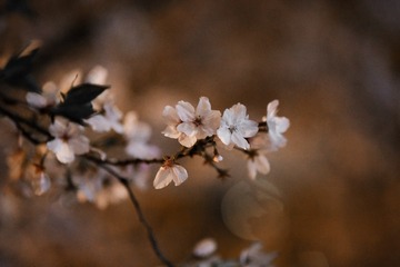 7C3AF875-2BC9-4A94-AA4B-83A92F4B0FF8/L0/001