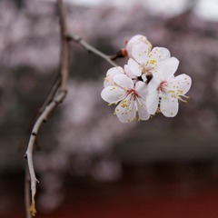 IMG_3676_resize