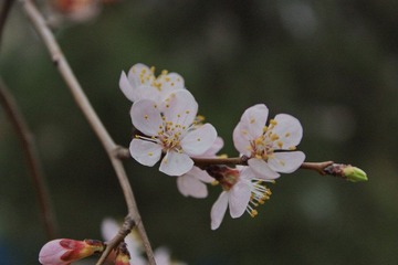 IMG_3678_resize