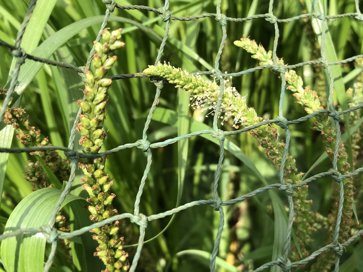 青蛙草
