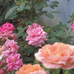 5F13B214-2C56-418B-9D09-155A9CFEF68A/L0/001