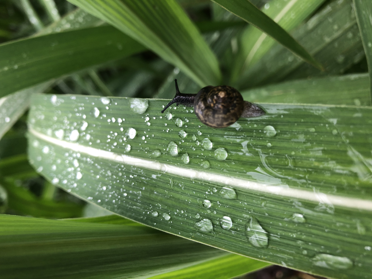 这只黑蜗牛太丑了