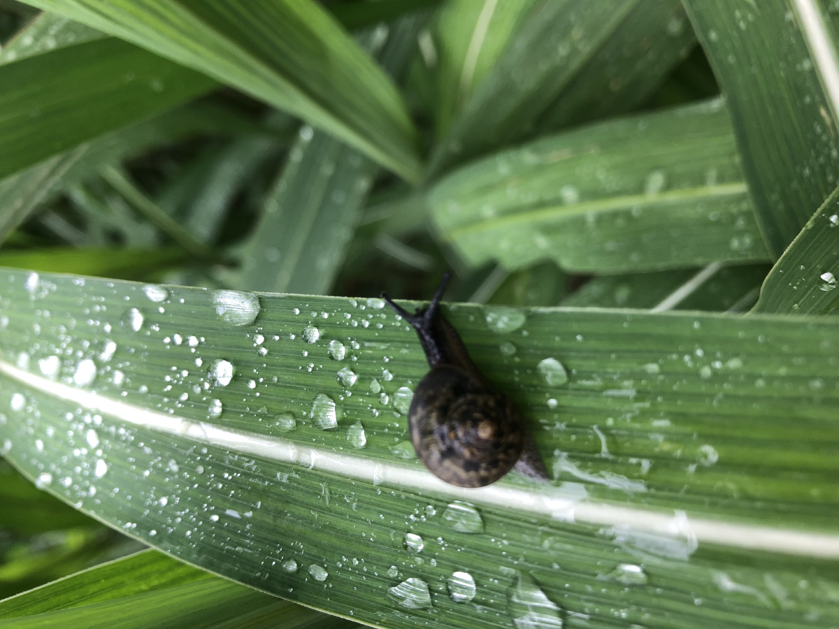 这只黑蜗牛太丑了