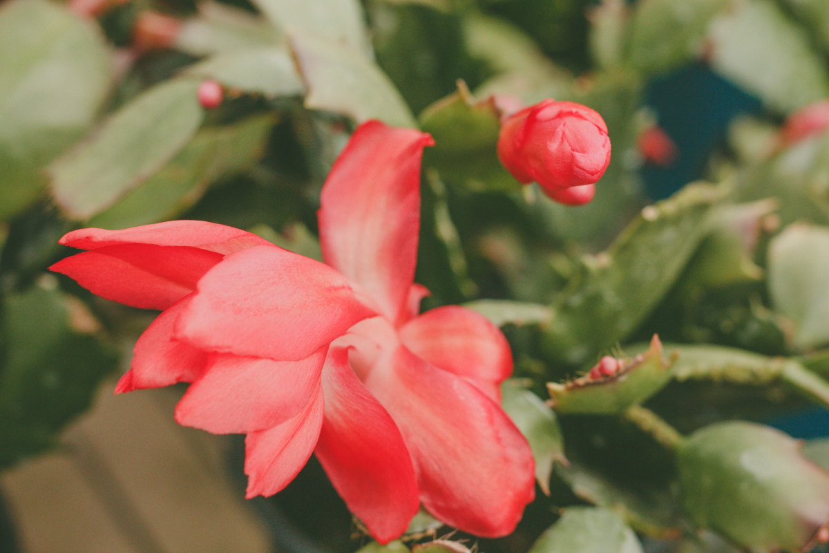 西安街拍#秦岭花卉市场 春天来了,没人能阻挡她 - andy田 - 图虫