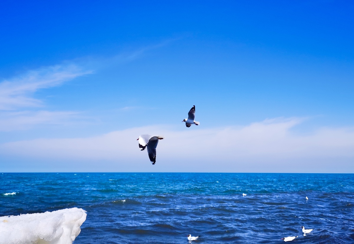 在青海湖上遨游觅食的海鸥