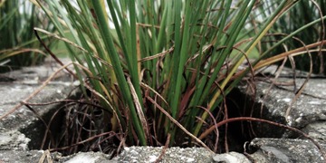 草根