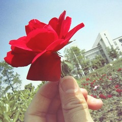 生如夏花