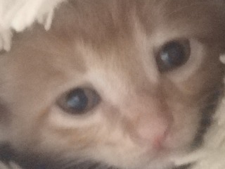 14429