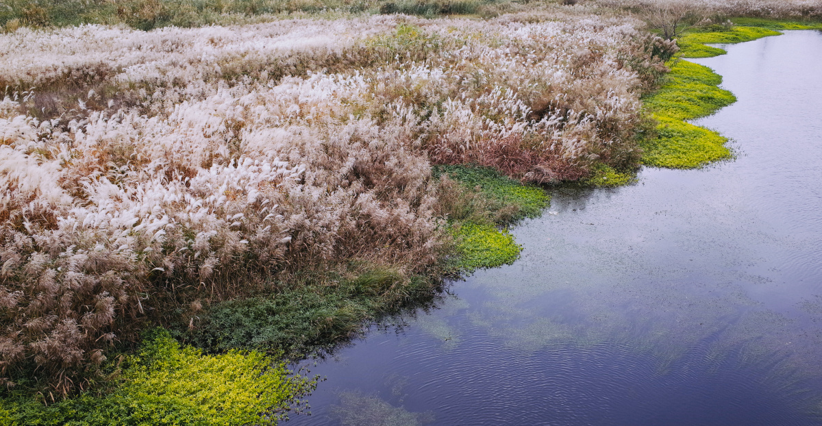 墨水河畔的芦苇