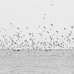 DSC_0052-2-5
