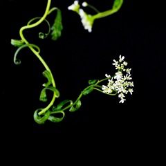 DSC_0054 (4)