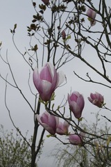 上海鲜花港