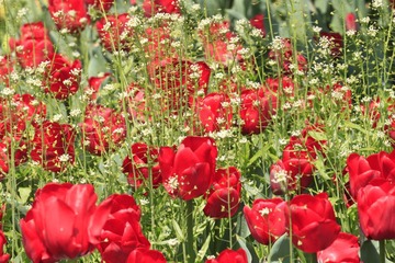 上海鲜花港