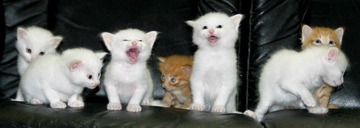 可爱猫咪