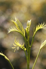 春芽